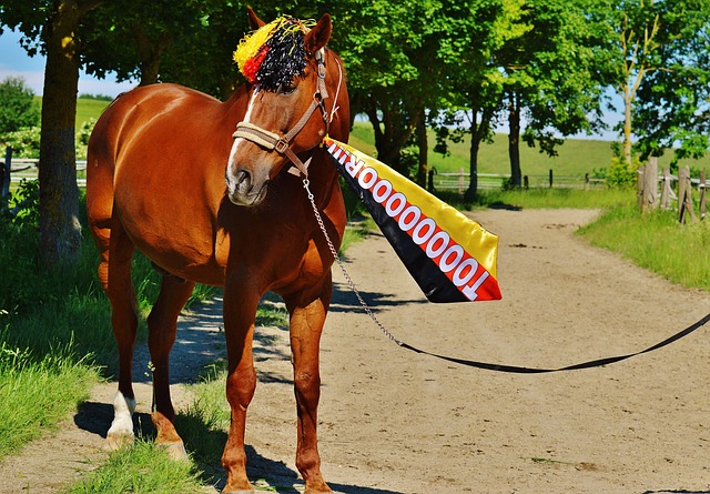 參與了球隊 參與了球隊