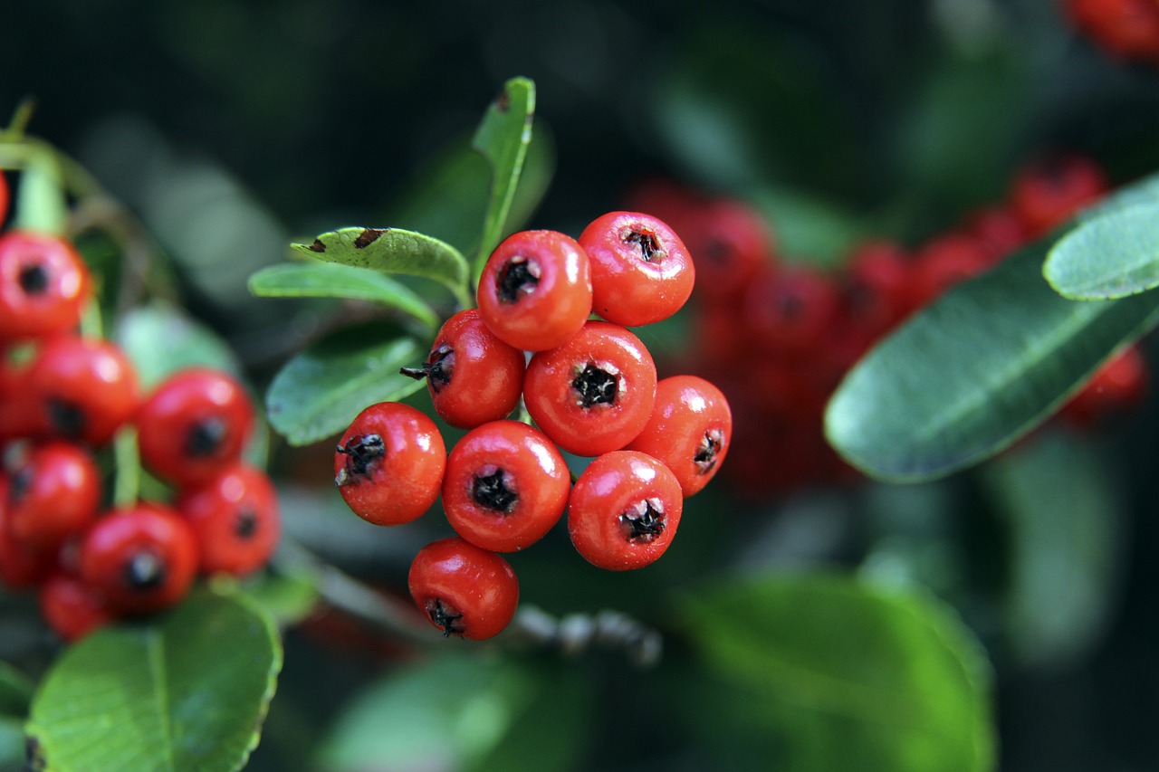 中频频扮演 中频频扮演